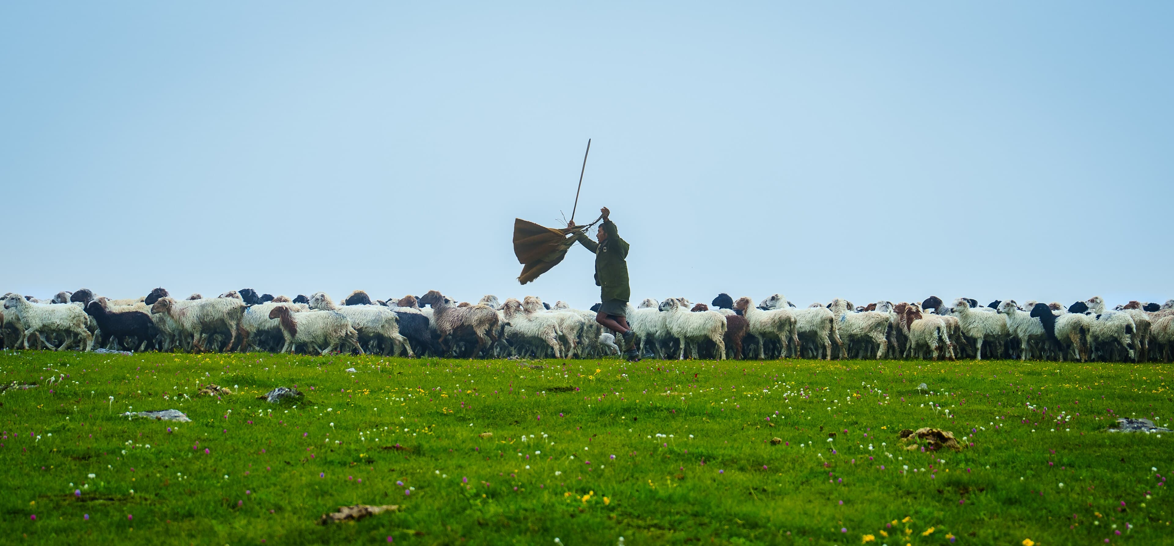 Herders moving sheep across a meadow in Dhorpatan Hunting Reserve